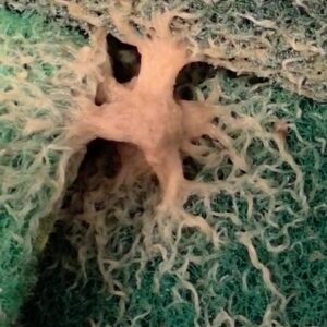 Grindal Worm Culture — Soil-free